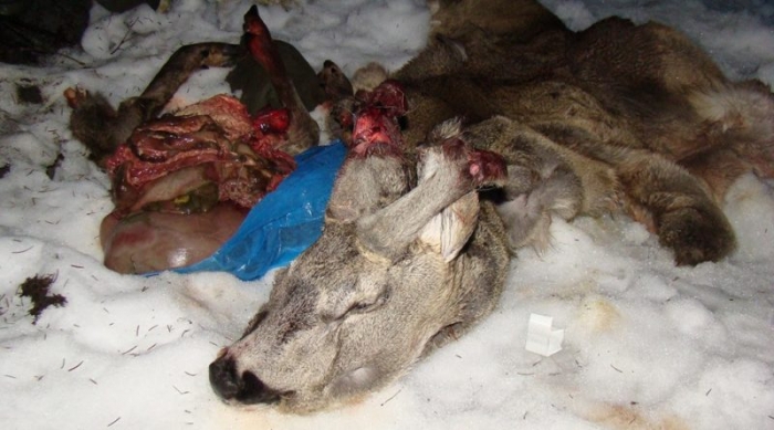 Дикість! Рештки вбитої браконьєрами козулі знайшли туристи у горах Закарпаття