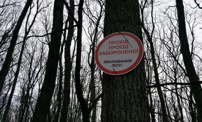 «Ужгородський лісгосп» запевняє, що повністю припинено заготівлю деревини біля мікрорайону «Шахта»