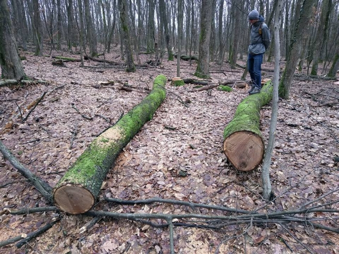 Активістів в Ужгороді запевняють, що заготовляти деревину в мікрорайоні "Шахта" лісівники не будуть