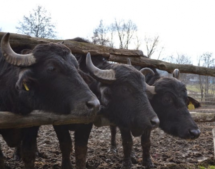 Карпатські буйволи на Виноградівщині: родзинка для краю й джерело продуктів для гурманів