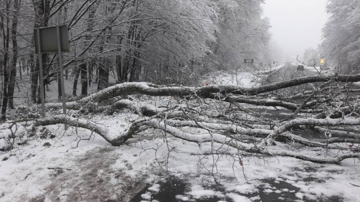 Повалені дерева та 17 знеструмлених населених пунктів - наслідки негоди на Закарпатті