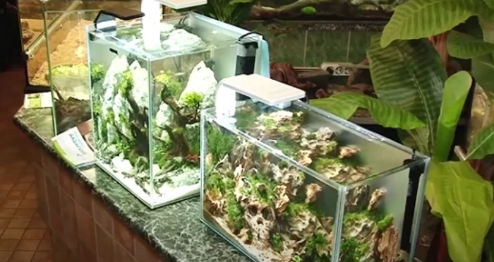 Свої нано-акваріуми представили в Ужгороді акваріумісти з різних куточків України 