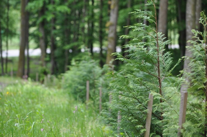 У лісогосподарських підприємствах Закарпаття сьогодні функціонує 140 лісових розсадників