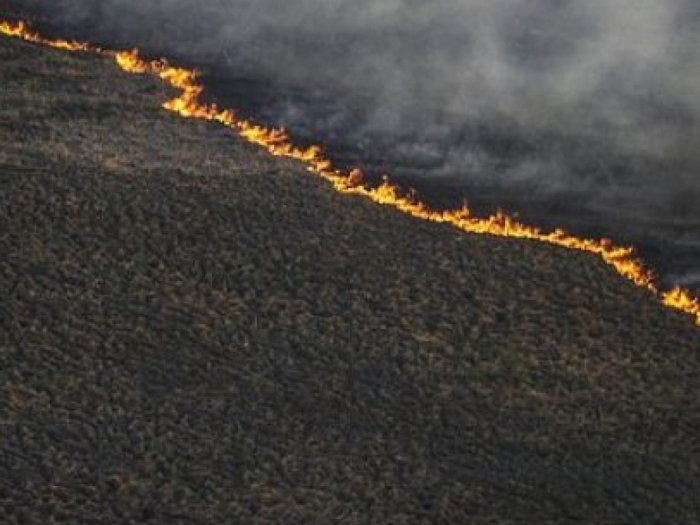 Рятувальники Закарпаття заперечують факт пожежі у знаменитій Долині Нарцисів