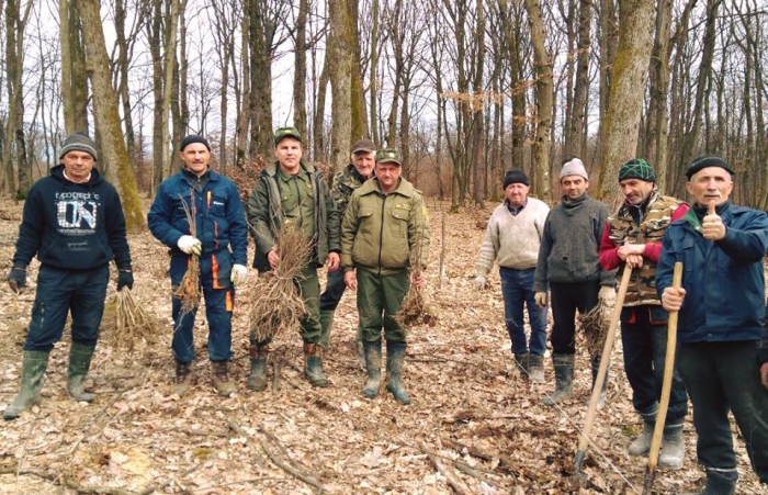 Сьогодні на території Берегівського лісгоспу заліснили перші 5,3 гектари з 28,8 га
