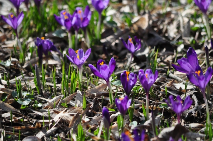 Ужгород: весна за один день