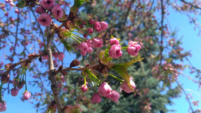 В Ужгороді милують око ніжно-рожевим цвітом перші з кількох тисяч сакур