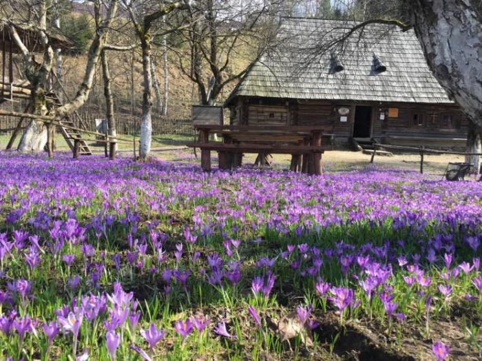 Фіолетові поля туристичного села високо в горах Закарпаття