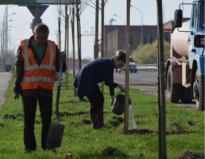 За один день в Ужгороді висадили майже дві сотні дерев