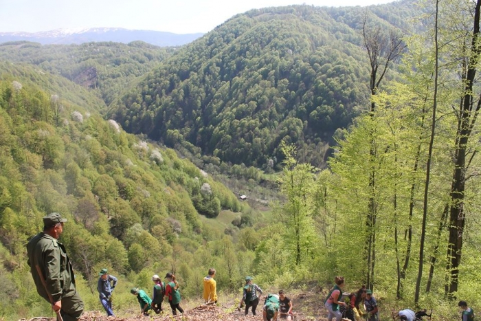 Лісовідновлювальну кампанію на Тячівщині цьогоріч буде здійснено на площі 111,3 га