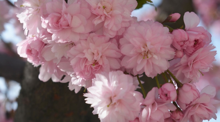 Ужгород "закутався" в рожево-пінне цвітіння сакур