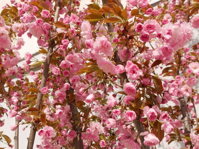 В Ужгороді масово квітують клумби і всі різновиди сакур