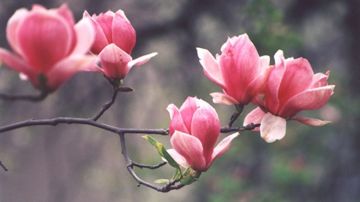 Ужгород розпочинає цвісти: розквітло дерево, якому більше 100 років