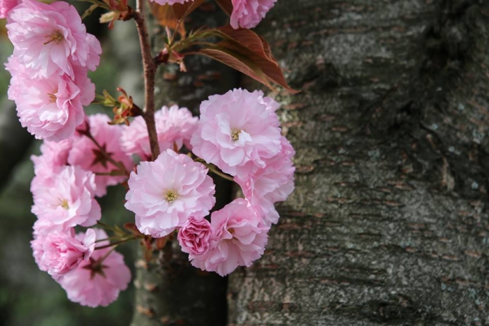 Час для свіжості: на Закарпатті – прекрасна пора цвітіння сакур та магнолій 