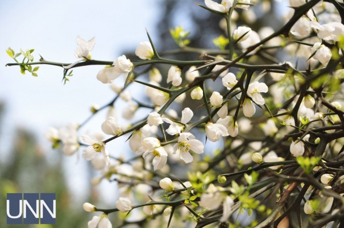 "Квітучої" родини в Ужгороді побільшало – зацвіли білосніжні квіти дикого лимона (ФОТО)