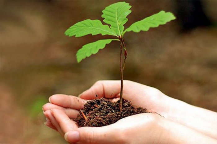 «Майбутнє лісу в твоїх руках», або як на Берегівщині дерева саджали