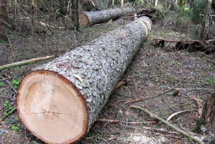 Держекологи зафіксували незаконні рубки та знищення лісових культур на Берегівщині