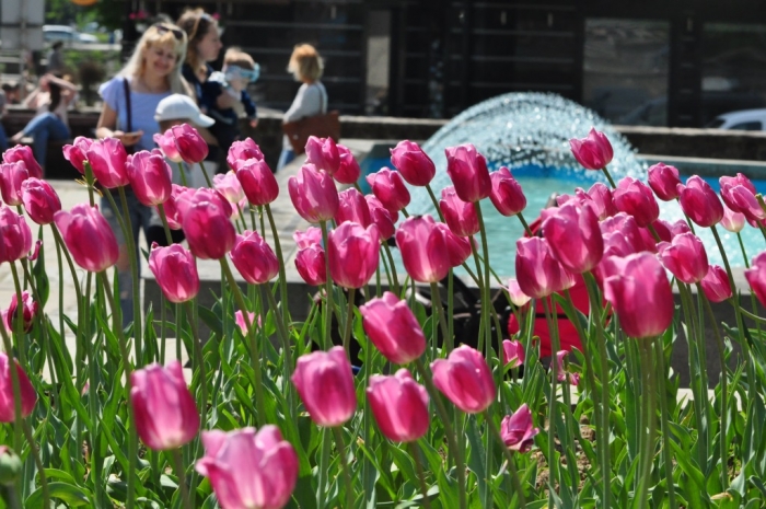 Поштова в Ужгороді – площа тюльпанів, фонтанів і яскравих краплинок