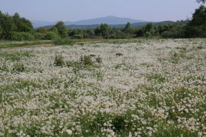 Найбільшу в Європі долину кульбаб знайшли у Долині нарцисів на Закарпатті