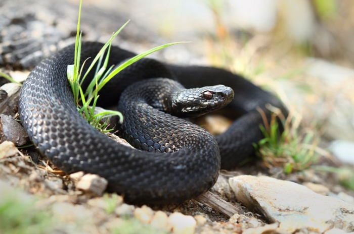 5 порад закарпатцям, як вберегтися від змій та що робити у разі укусу – МОЗ