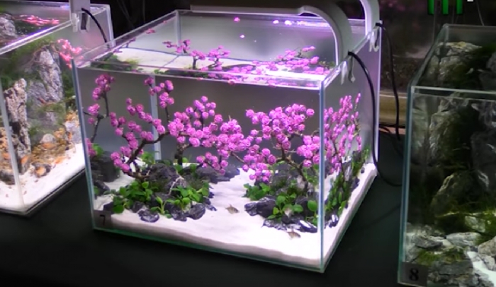 Сакура в міні-акваріумі: акваріумісти в Ужгороді представили свої витвори