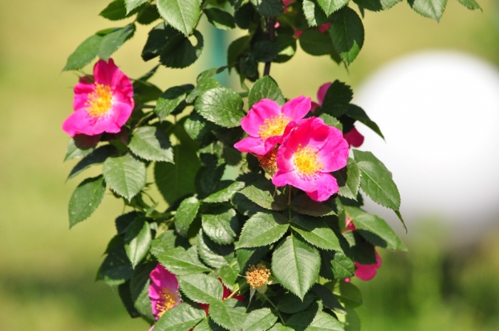 Кольори ароматів Ужгорода: білий, рожевий, фіолетовий
