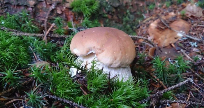 Літні гриби на Закарпатті – де і які продають та що робити, коли від них стало зле 