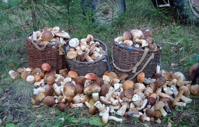 Базарна ціна на білі гриби в Ужгороді зашкалює! 