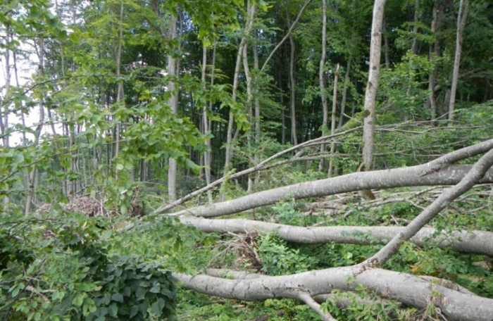 У мінеральному районі Закарпаття буревій пошкодив майже 7,5 гектарів лісу