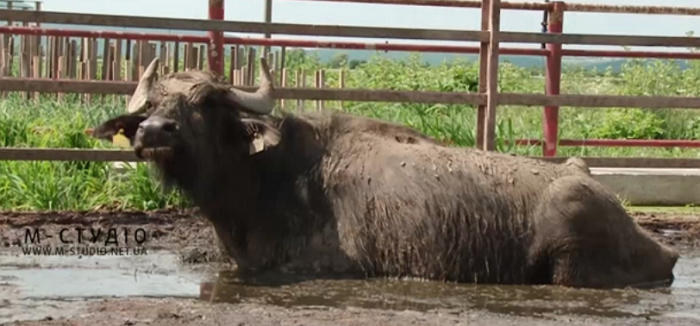 Шість десятків буйволів випасаються на полях ферми на закарпатській Виноградівщині