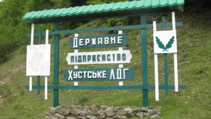 Лісівники Хустщини завдали шкоди лісу на 237 тис грн, оштрафовано 61 особу