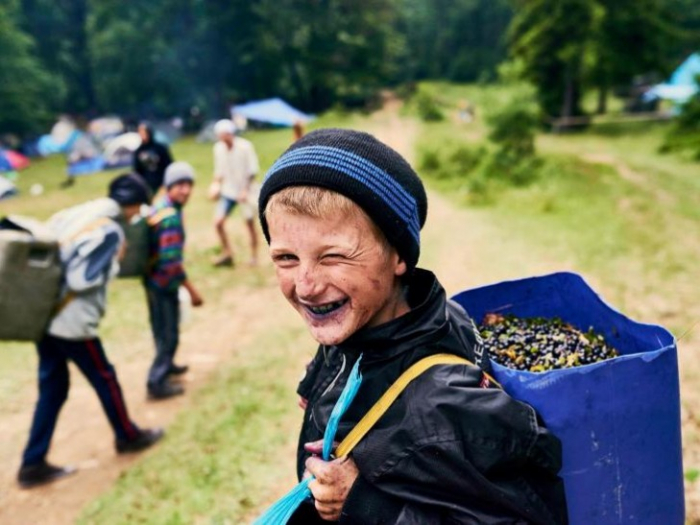 Жителі гірських районів Закарпаття масово збирають яфини, аби трохи підзаробити
