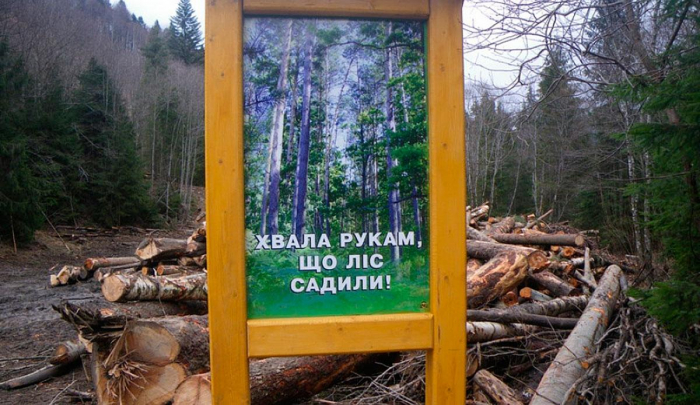 Москаль: Лісова галузь Закарпаття стала заручником брудних міжусобиць