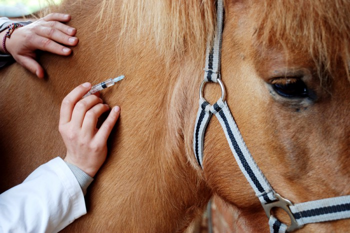 Сім’ї з Рахівщини, коня якої травмував п'яний нелюд, буде компенсовано матеріальну шкоду

 