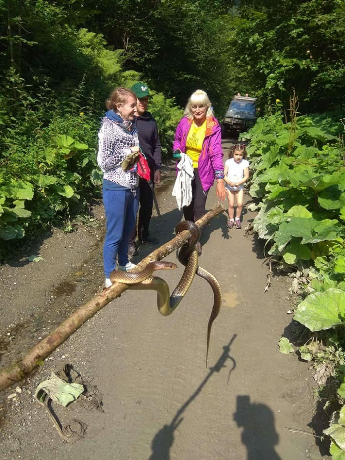 Змію - гіганта виявили туристи біля гори Піп Іван