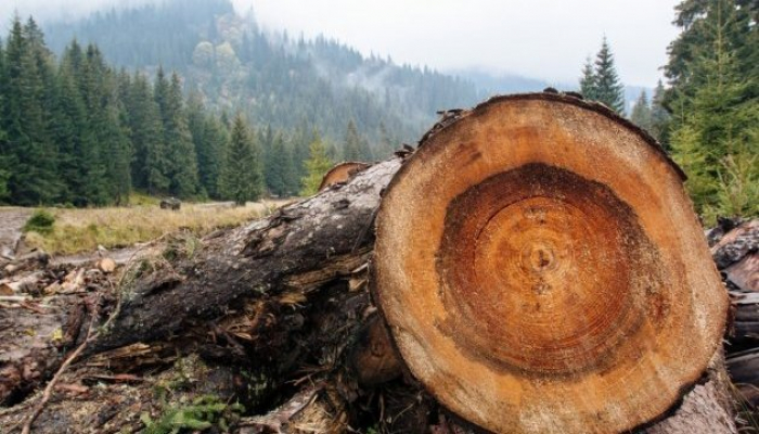 Нардепи посилили відповідальність за незаконну вирубку лісів у Карпатах  