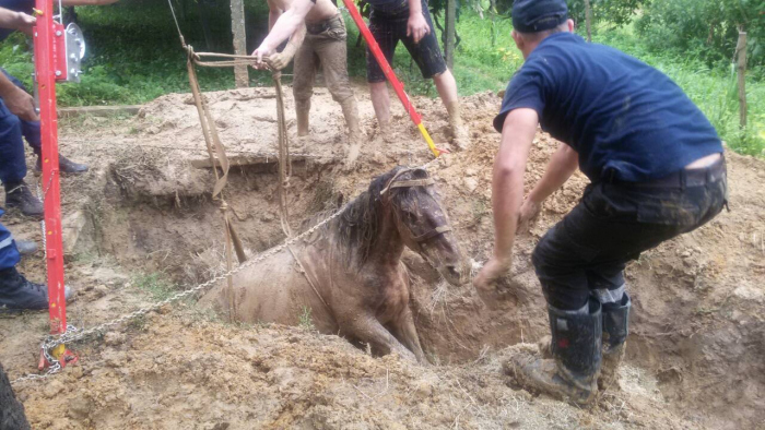 На Виноградівщині рятувальники з глибокої ями витягли... коня