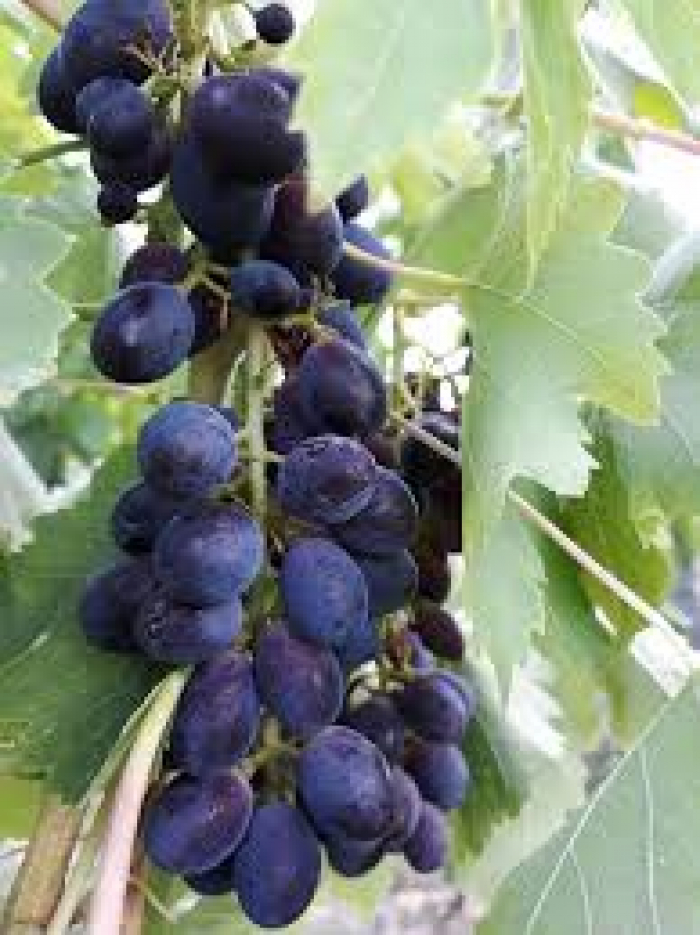 Закарпатський виноград на старті сезону наполовину дорожчий за минулорічний