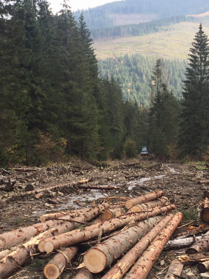 Москаль захистив закарпатських лісозаготівельників від нападів «активістів-екологів»