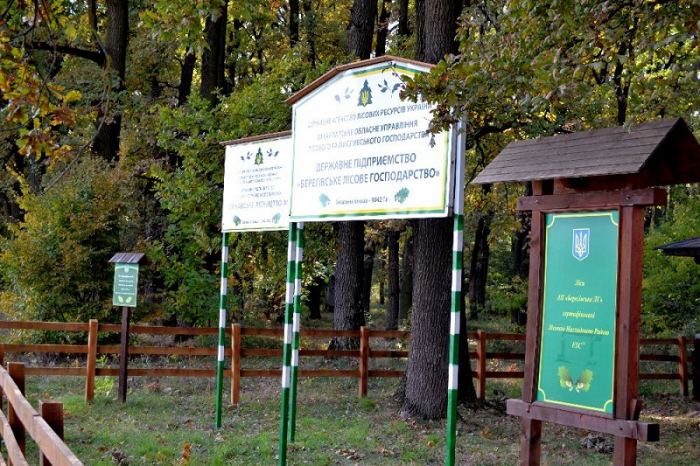 Вкрай якісний догляд за лісокультурами проведено у Берегівському лісгоспі на Закарпатті