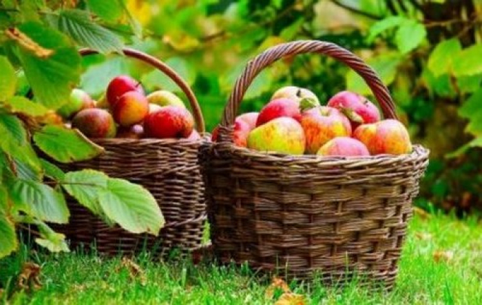 Яблучний спас за традицією відкриває сезон яблук