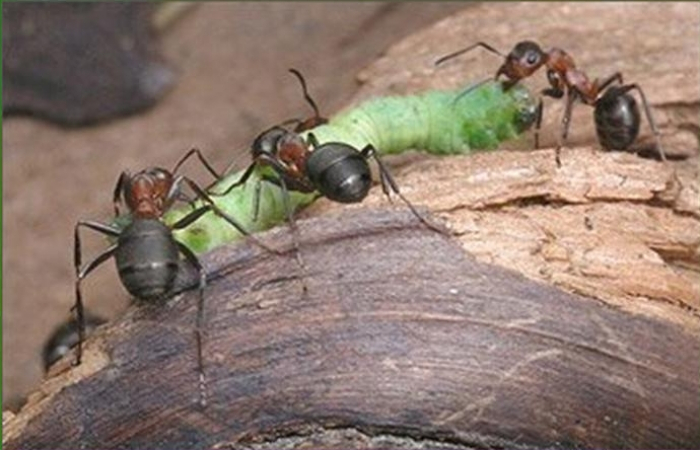 Чому не можна руйнувати мурашники, розповіли лісівники Закарпаття