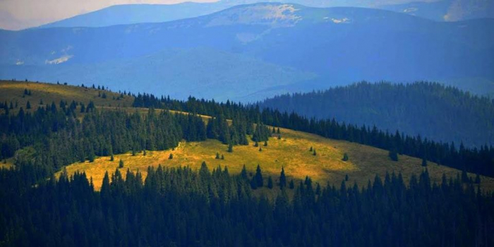 Прокуратура Закарпаття вимагає повернути 0,62 га земель лісового фонду Тячівщини у власність держави