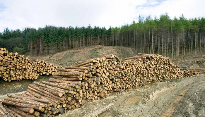 Лісівники інформують: скільки пішло закарпатської деревини на зовнішній та внутрішній ринки