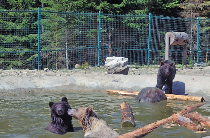 Купаються у басейні та обідають кавунами: як рятуються від спеки синевирські ведмеді