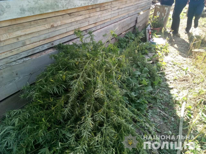 Кримінальна поліція Ужгородщини "винюхала" у мешканця Чопа 65 стебел коноплі