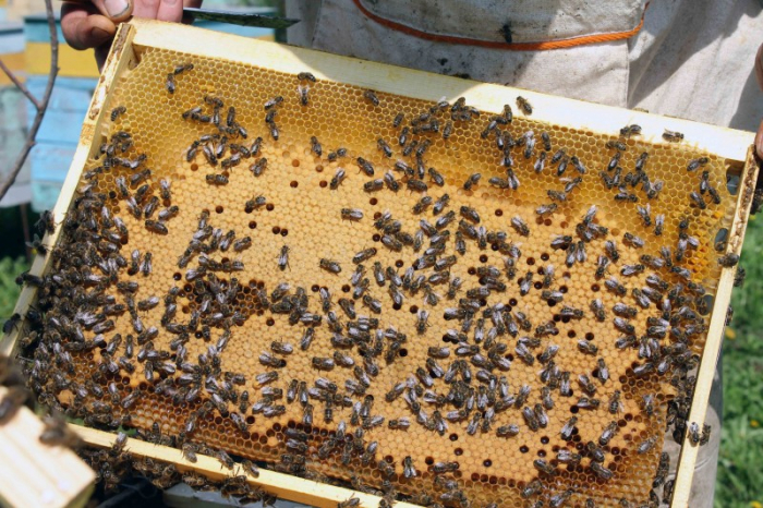 Найбільший розплідник карпатської бджоли в Закарпатті – на Міжгірщині