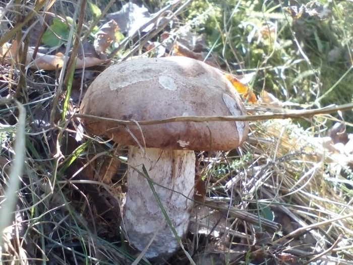 Перші "пішли": на Закарпатті стартував сезон осінніх грибів 