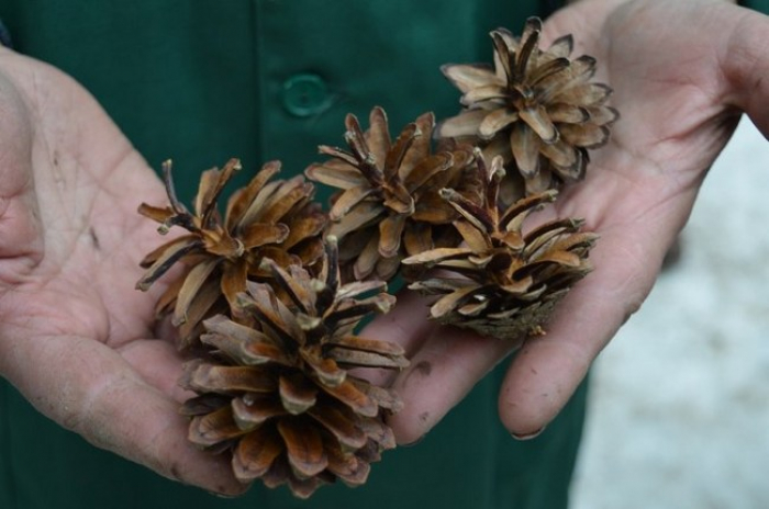 На Великоберезнянщині щороку лісівники збирають по 200-300 кілограмів насінин