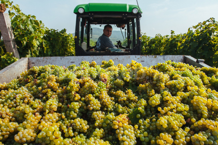 Закарпатські виноградарі збирають "сонячні" грона